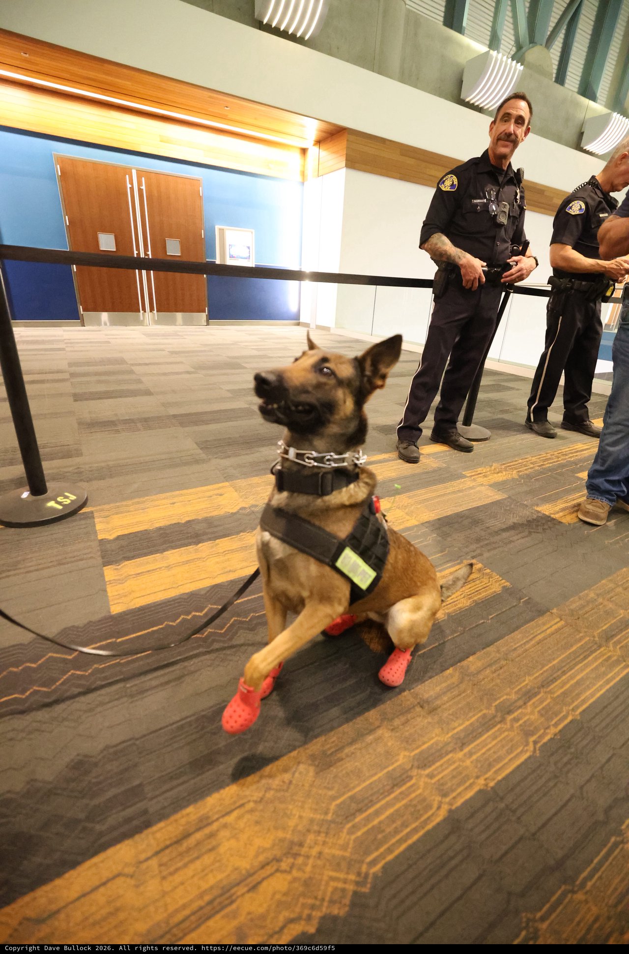 K9 Police Dog in Red Crocs at Airport Checkpoint