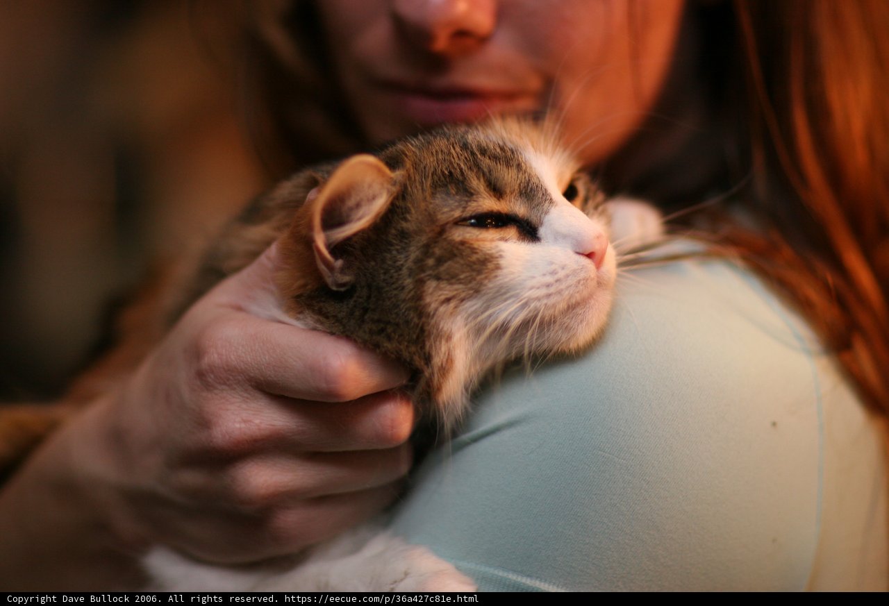 Woman and Abyssinian Cat