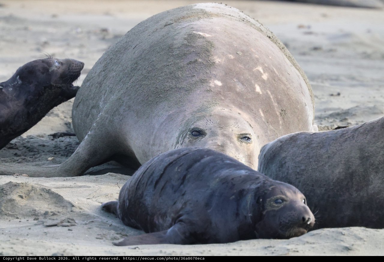 Northern Elephant Seal Mother with Dark Pups on Beach