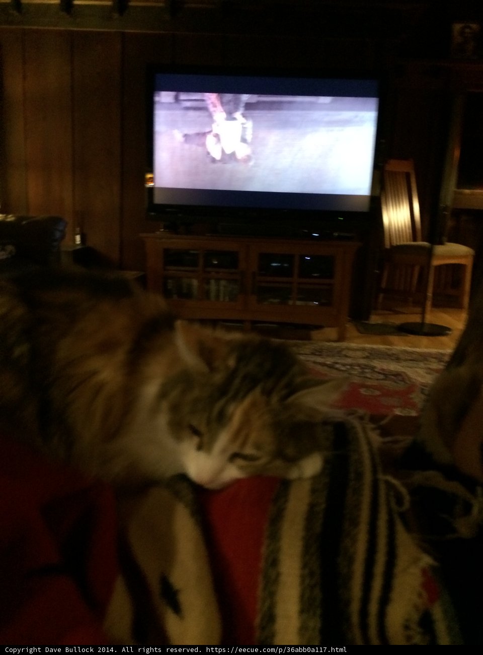 Lazy Cat Watching TV