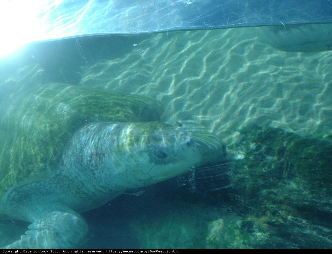 Majestic Sea Turtle Swimming in Crystal Clear Waters