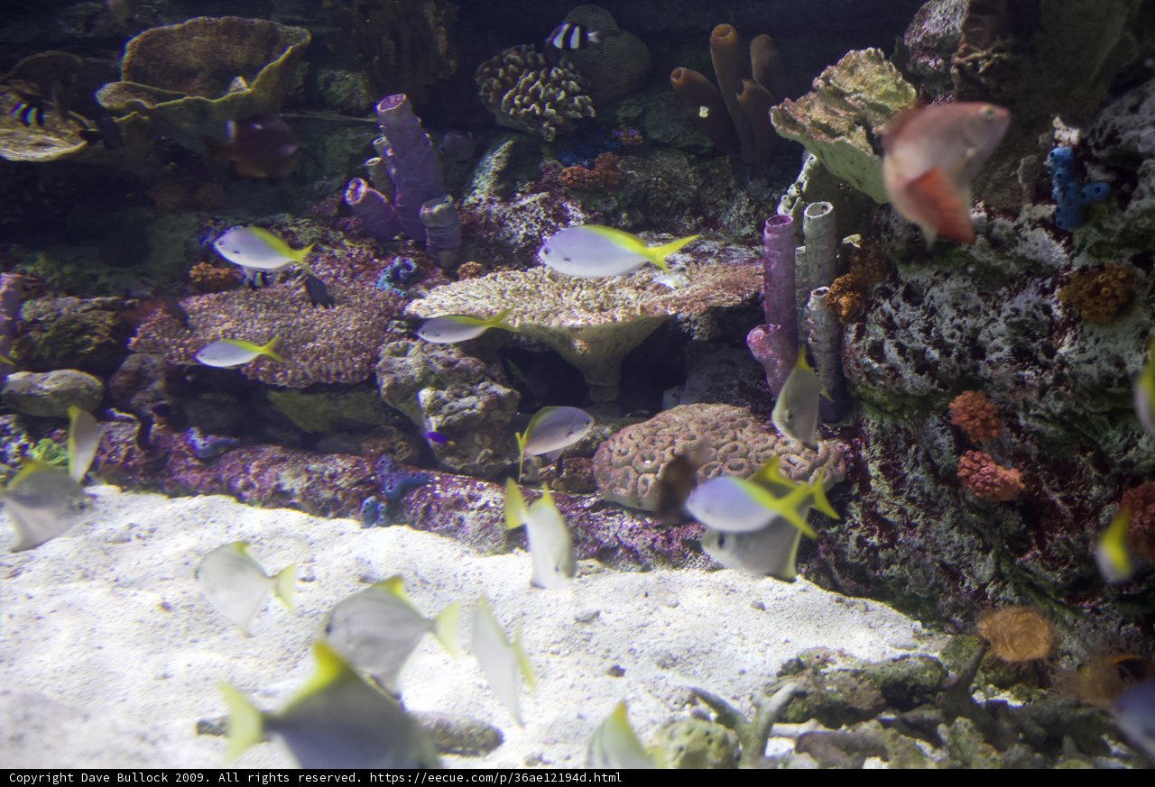 Exploring the Wonders of the Coral Reef