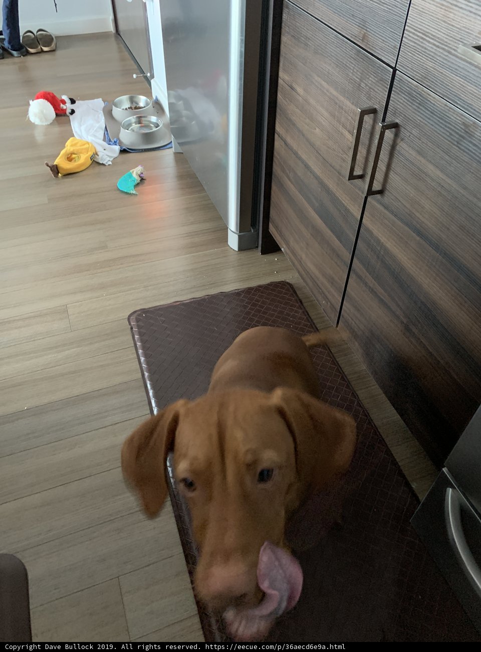 Man's Best Friend on Hardwood