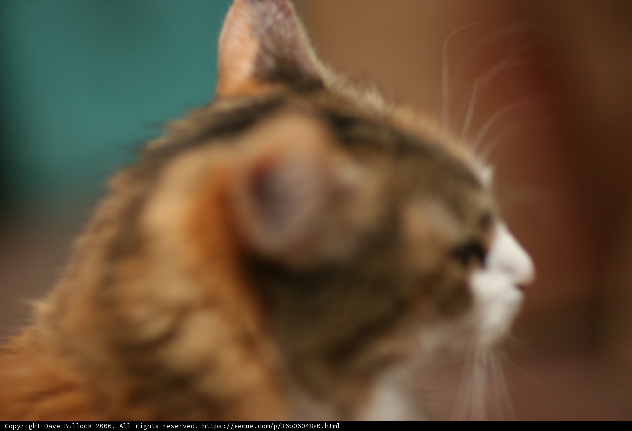 Solo Abyssinian