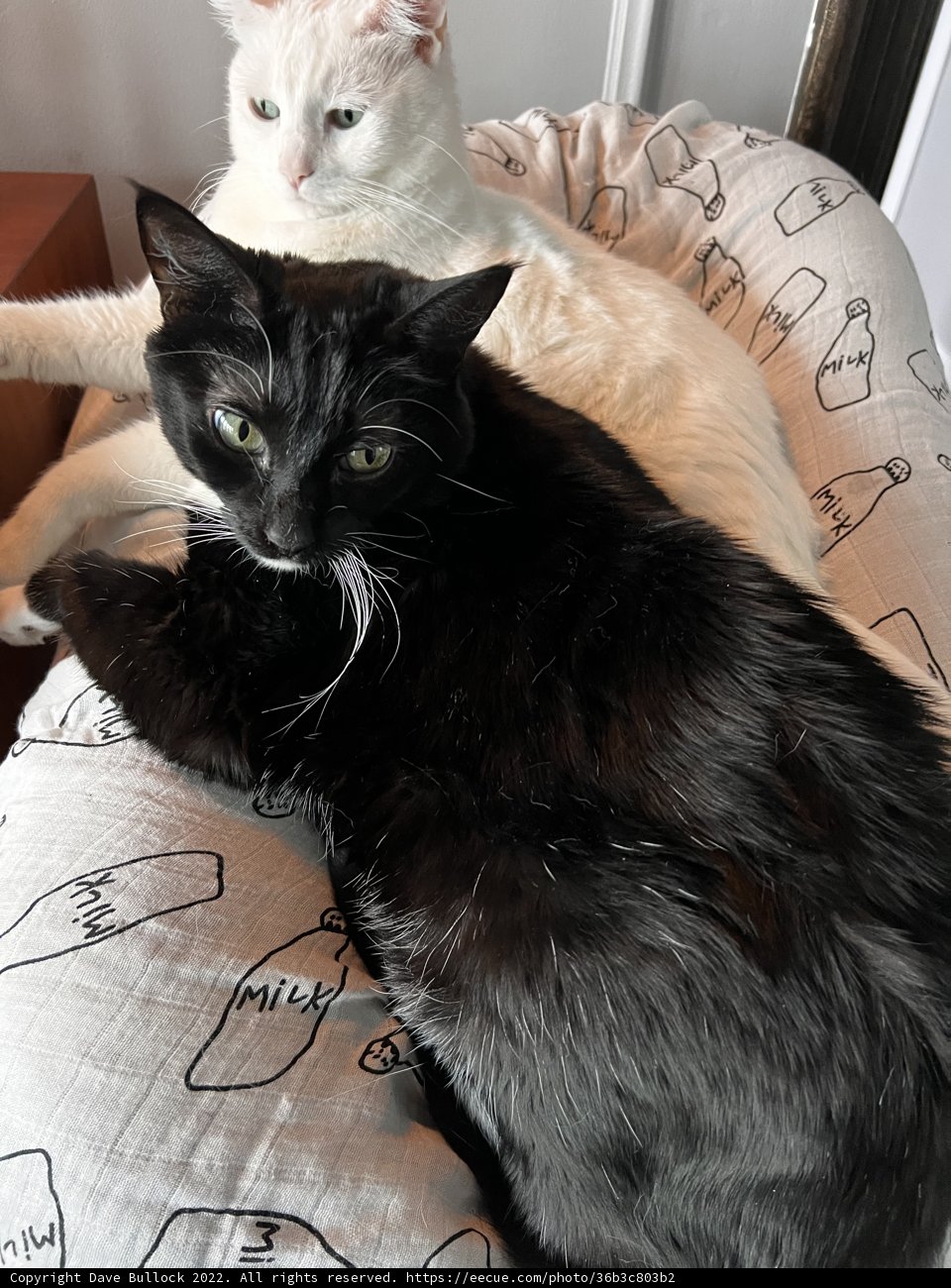 Feline Lounge Buddies