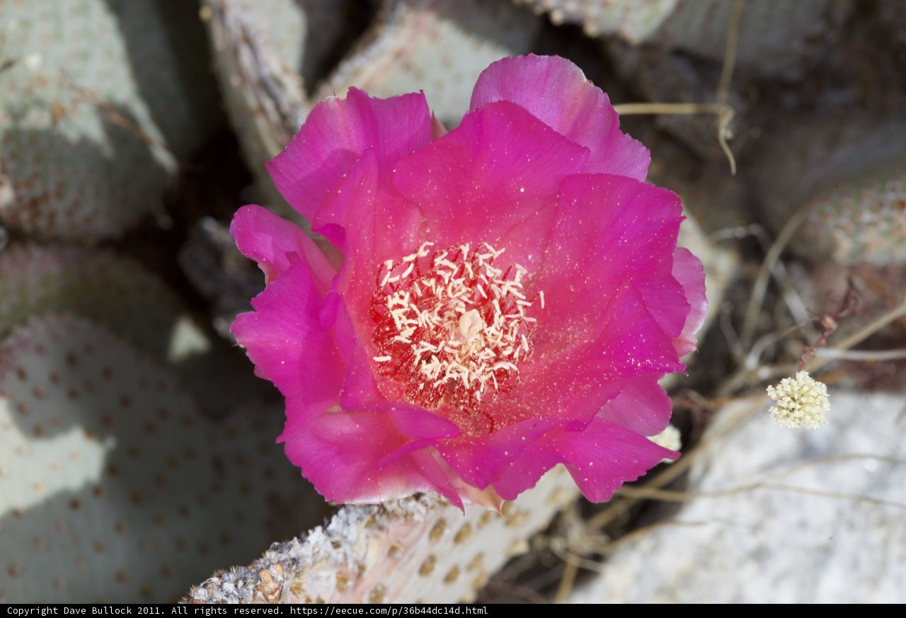 Pink Beauty in the Cactus