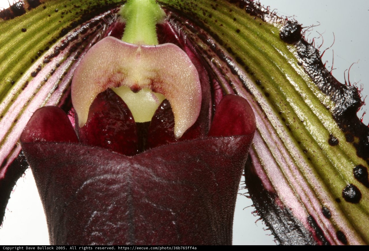 Orchid Beauty