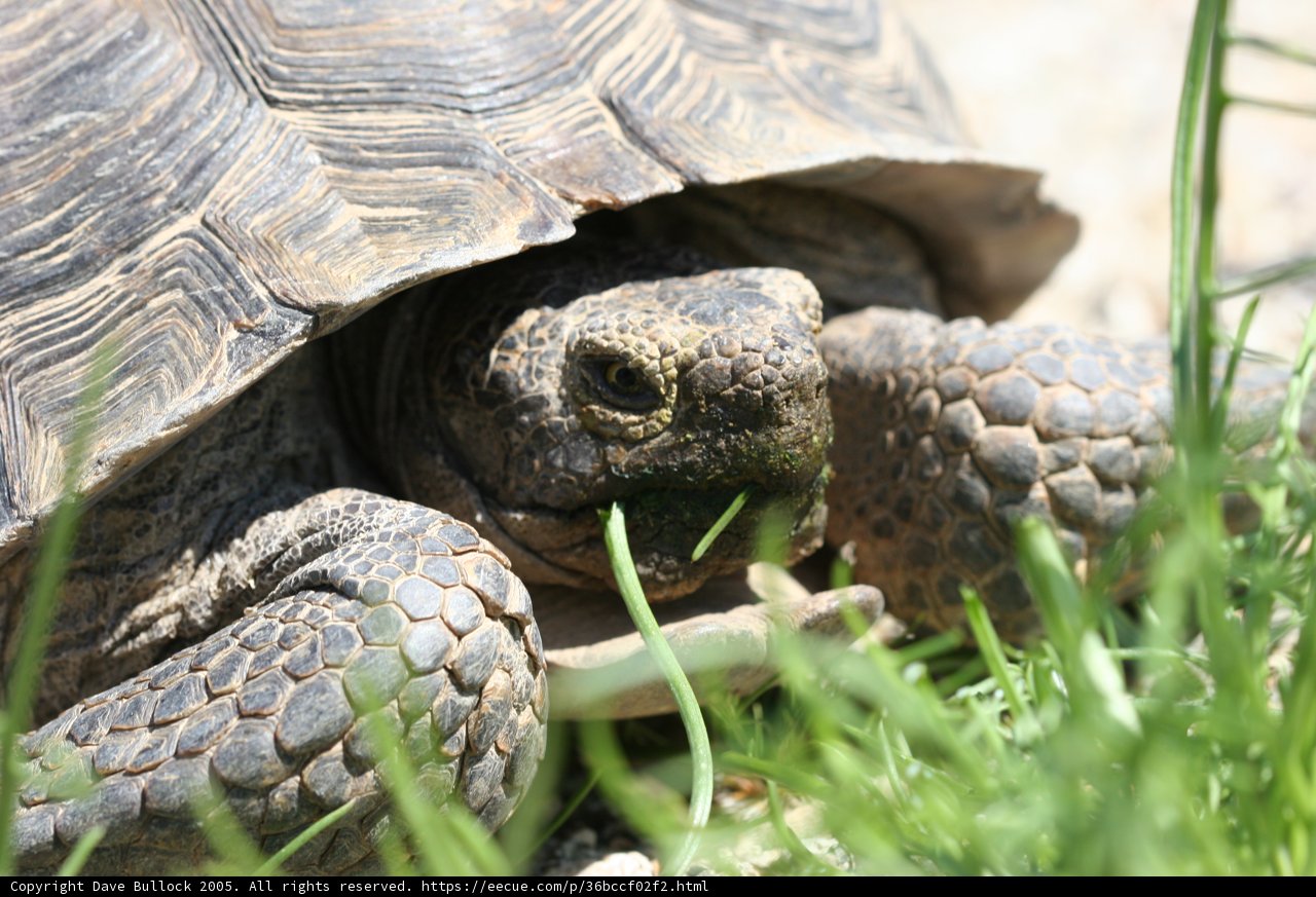 Munching on Greens