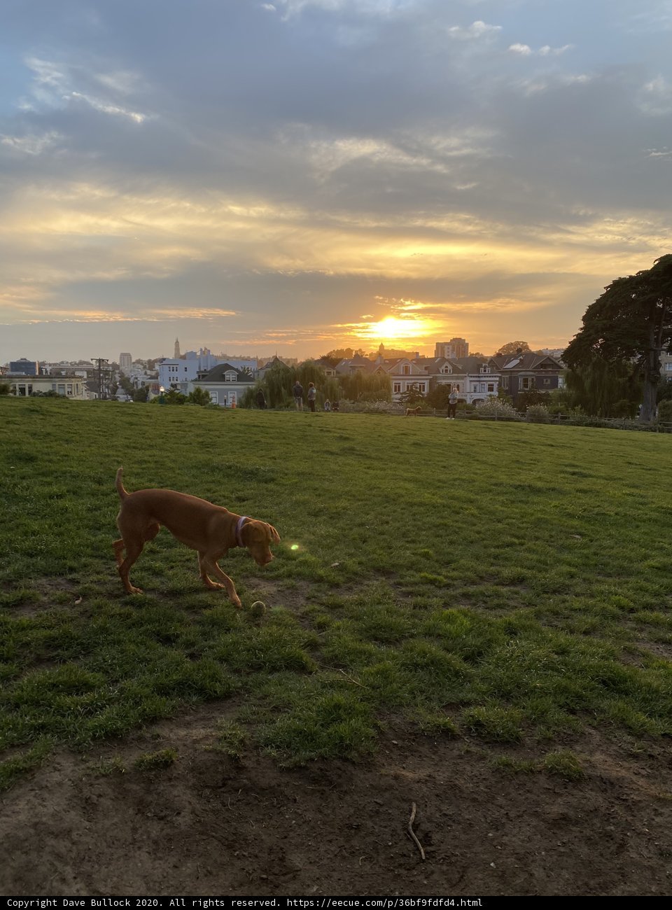 Running Free in the Sunset
