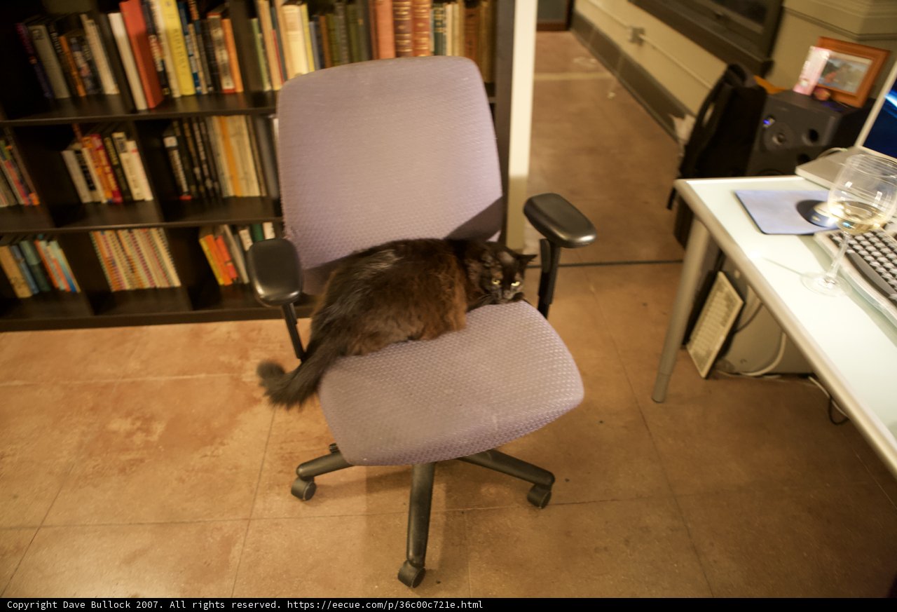 The Bookish Cat on a Swivel Chair