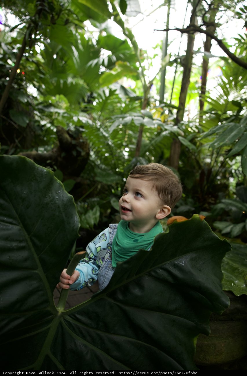 Little Explorer in the Heart of the Jungle