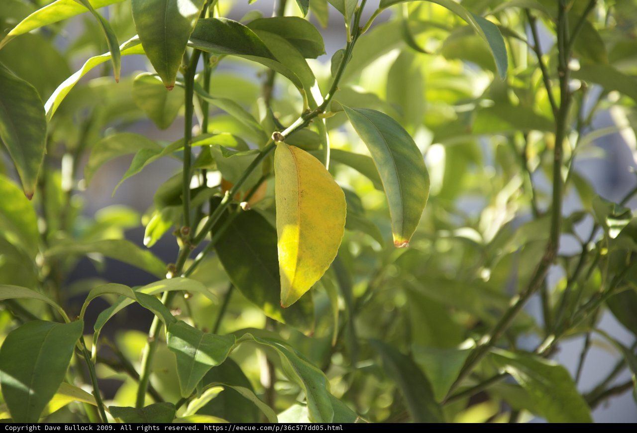 Citrus Leaf in the Sun