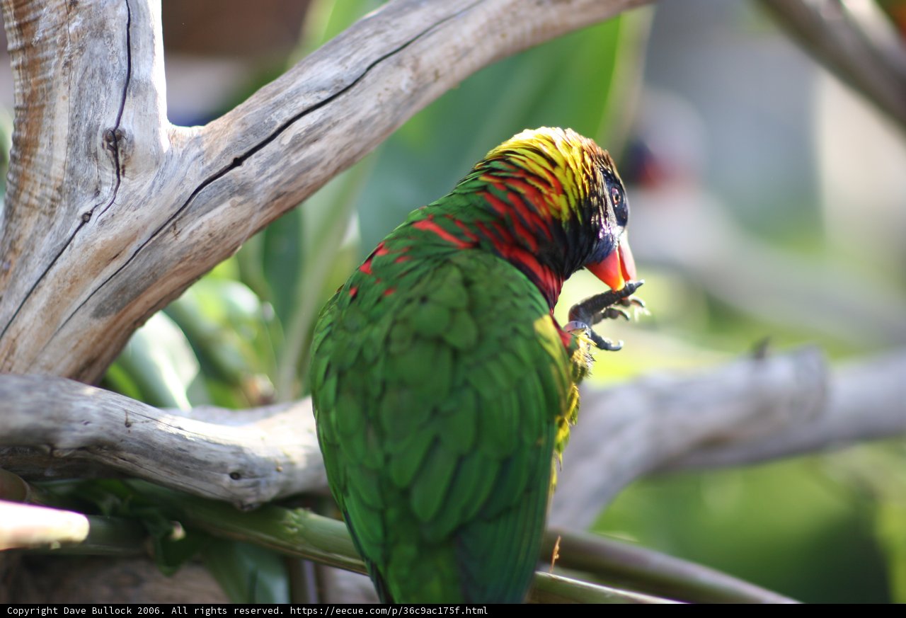 Vibrant Parakeet on a Branch