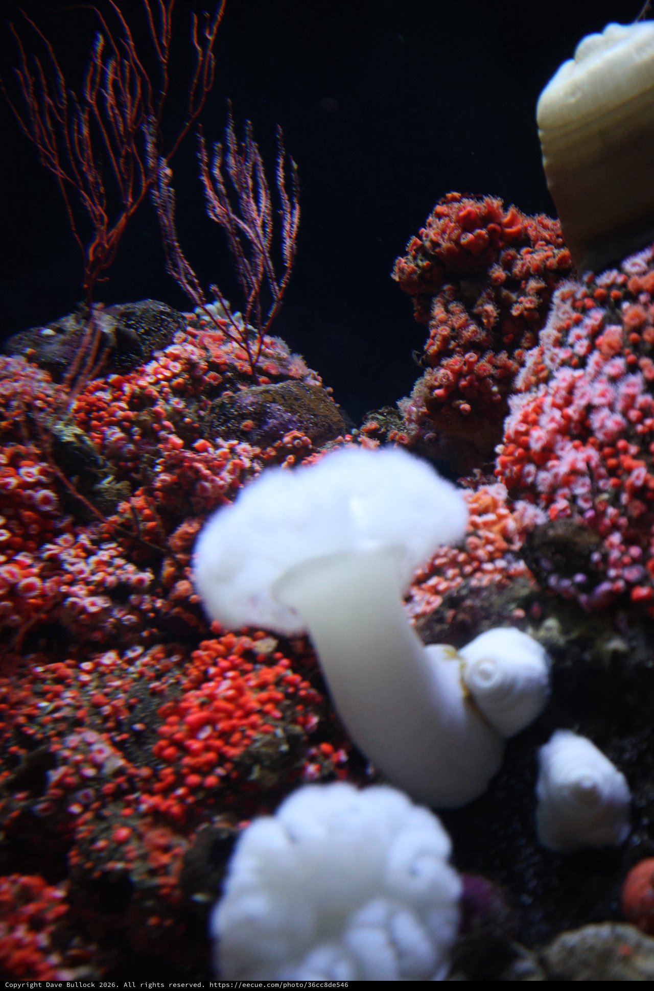 Vibrant Coral Reef Community with Red and White Specimens