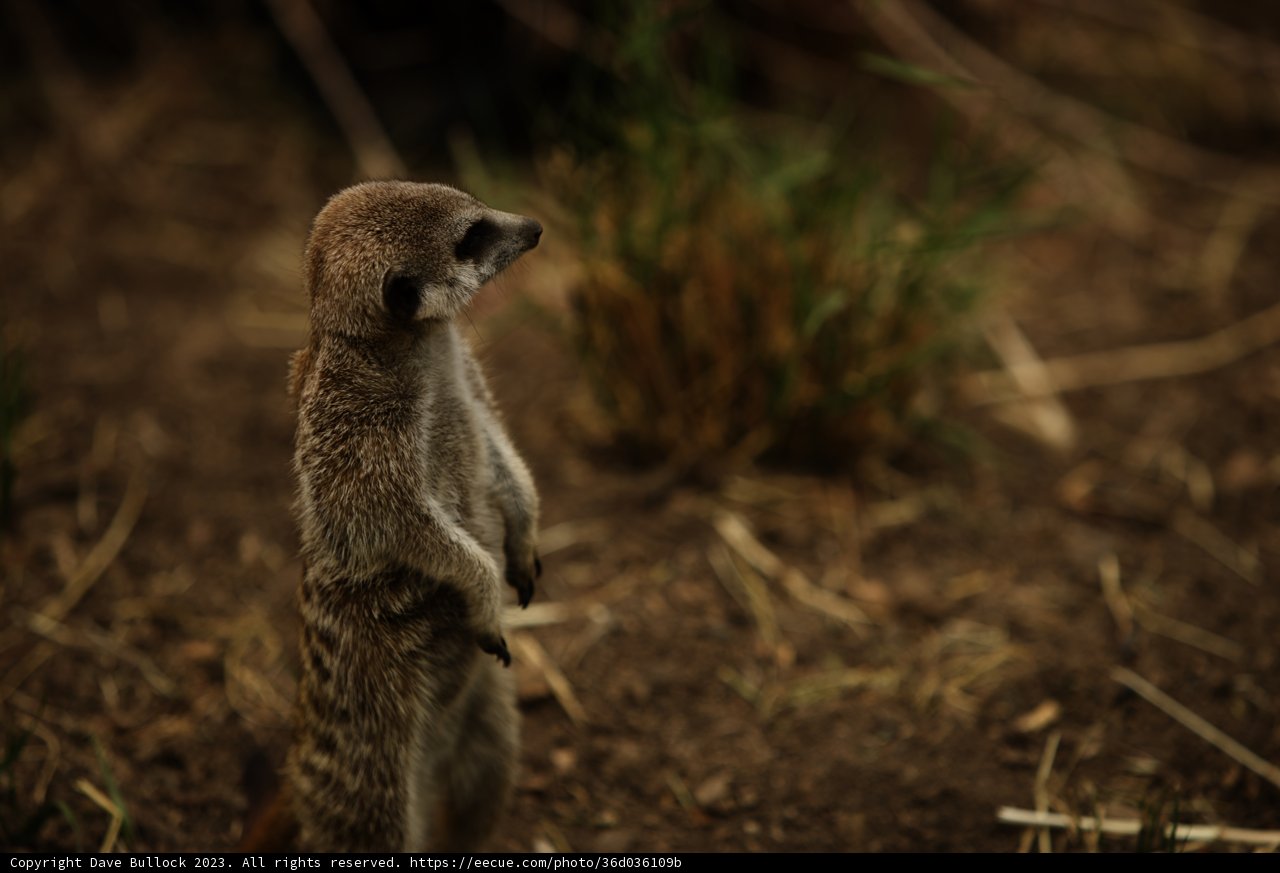 Vigilant Meerkat: The Zoo Watchman