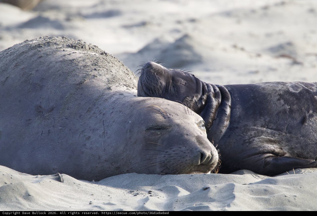 Mother and Pup Elephant Seals Resting on Sandy Beach
