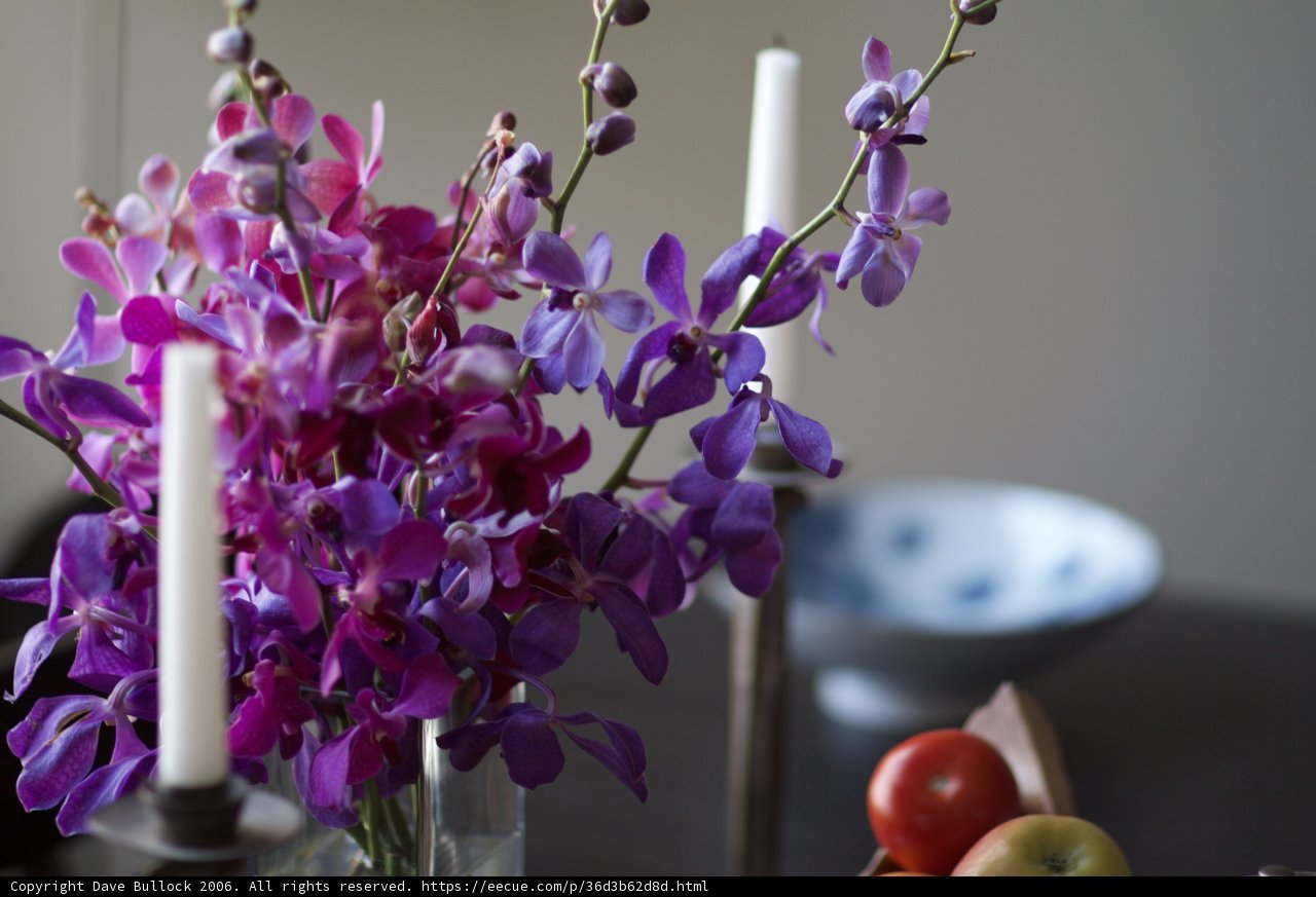 A Bouquet of Purple