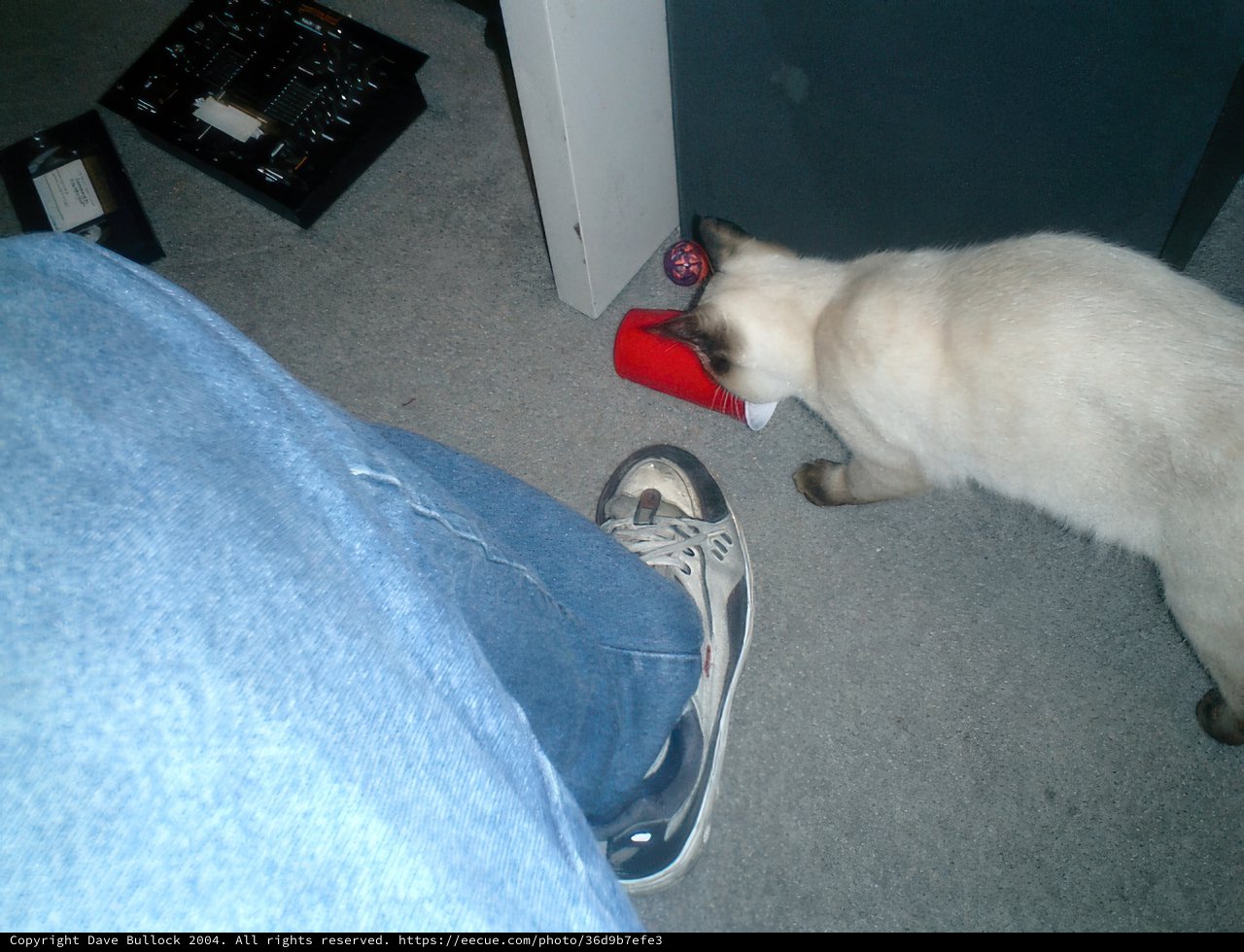 Curious Cat Investigates a Red Toy