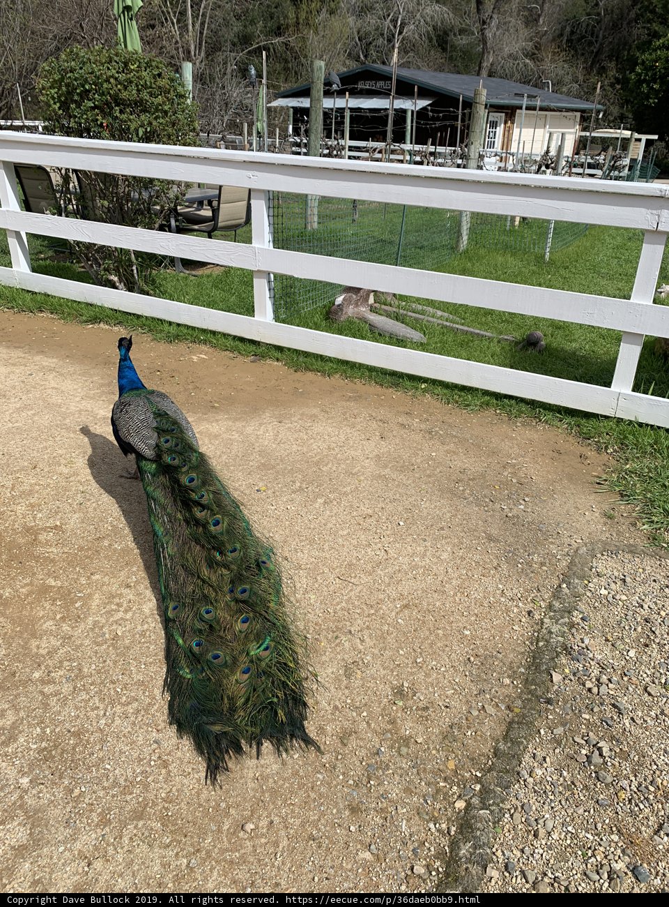 Majestic Peacock Strolls Down Dirt Road