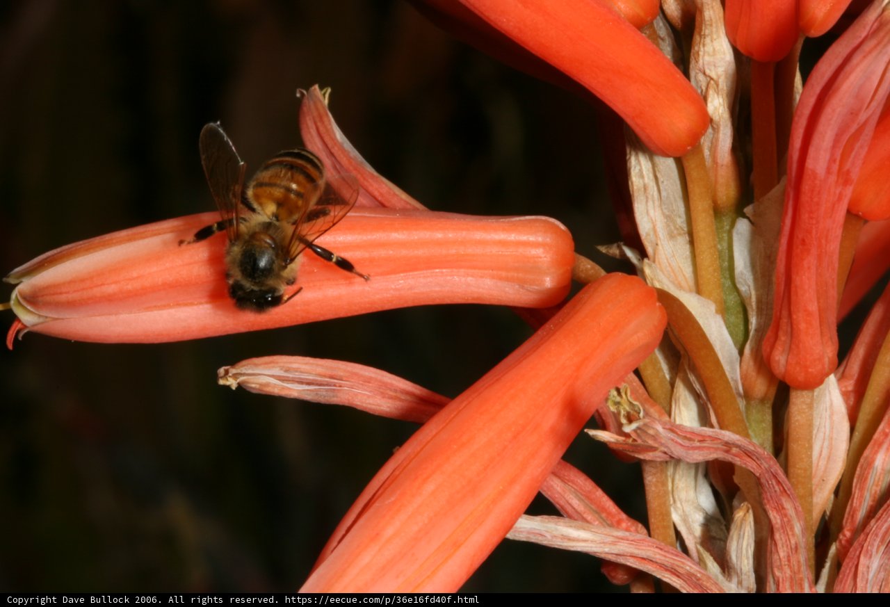 Bee Pollinating a Red Lily Flower