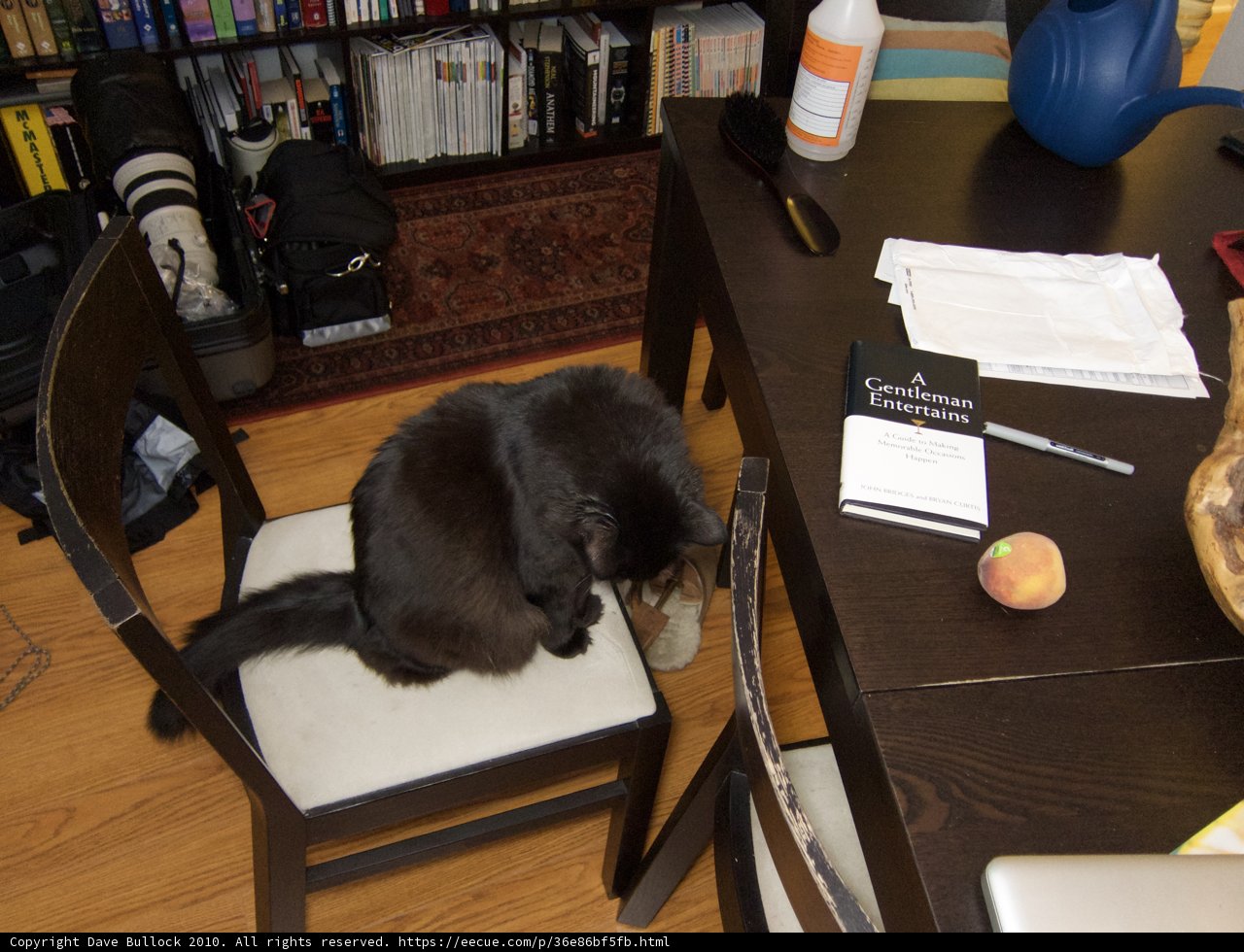 Feline on Plywood Chair