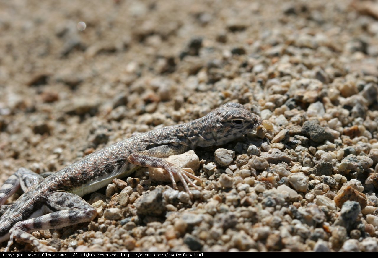 Sandy Sagebrush Lizard.
