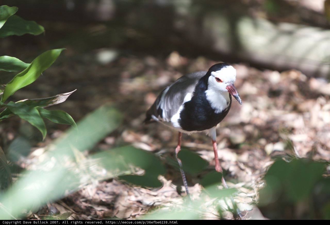 Red-Beaked Bird in the Woods