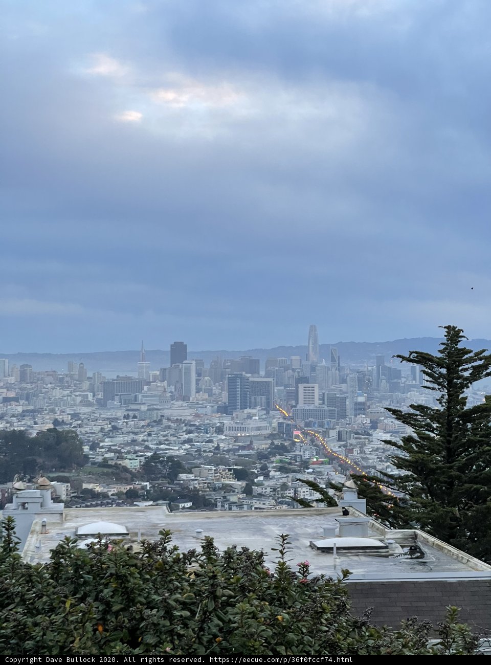San Francisco Urban Jungle