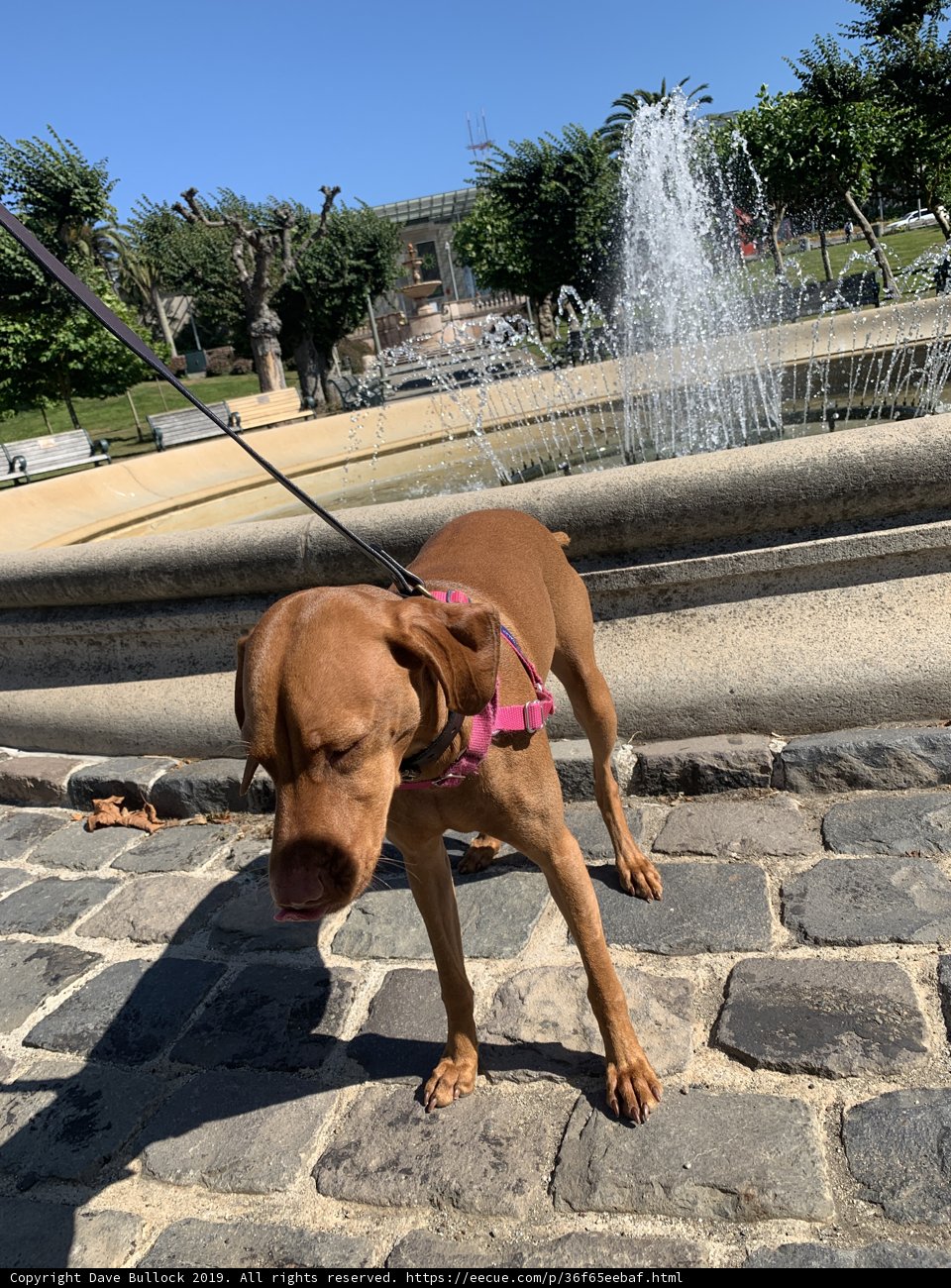 Canine in the Oasis