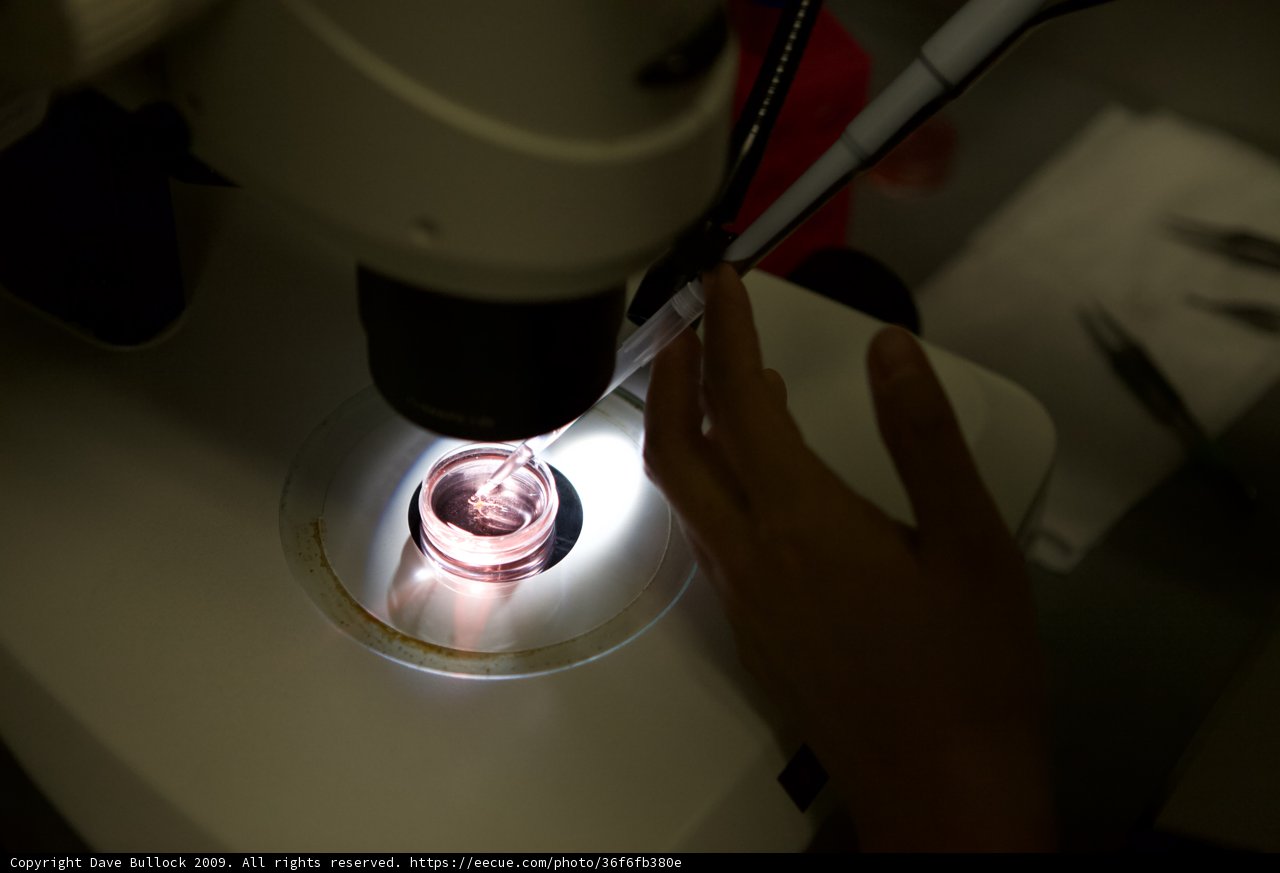 Examining the Microscopic World