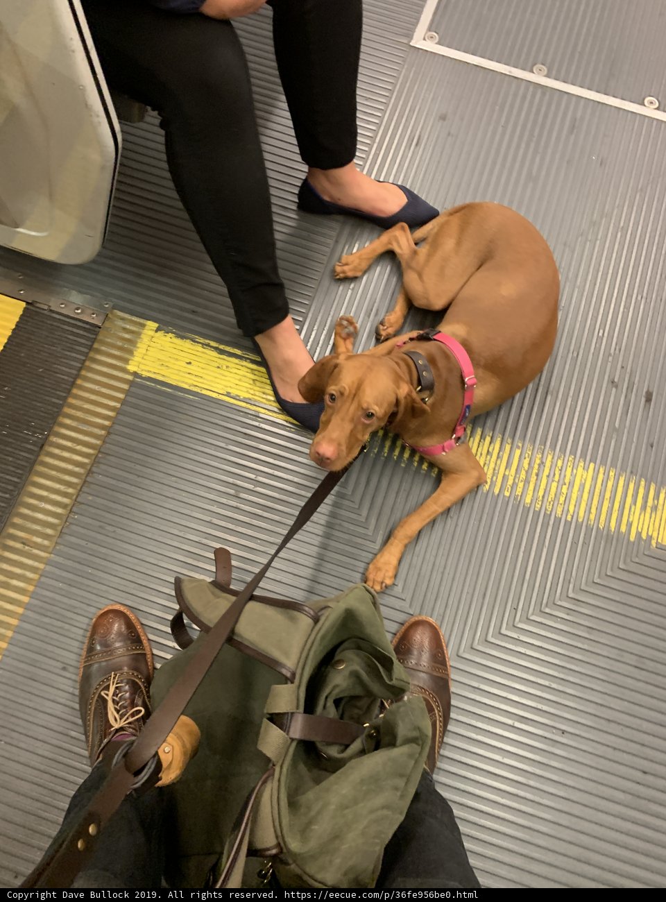 Dog on the Train