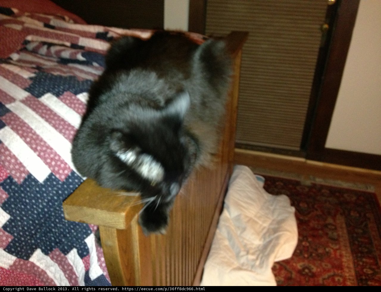 Comfy Cat on a Wooden Bed