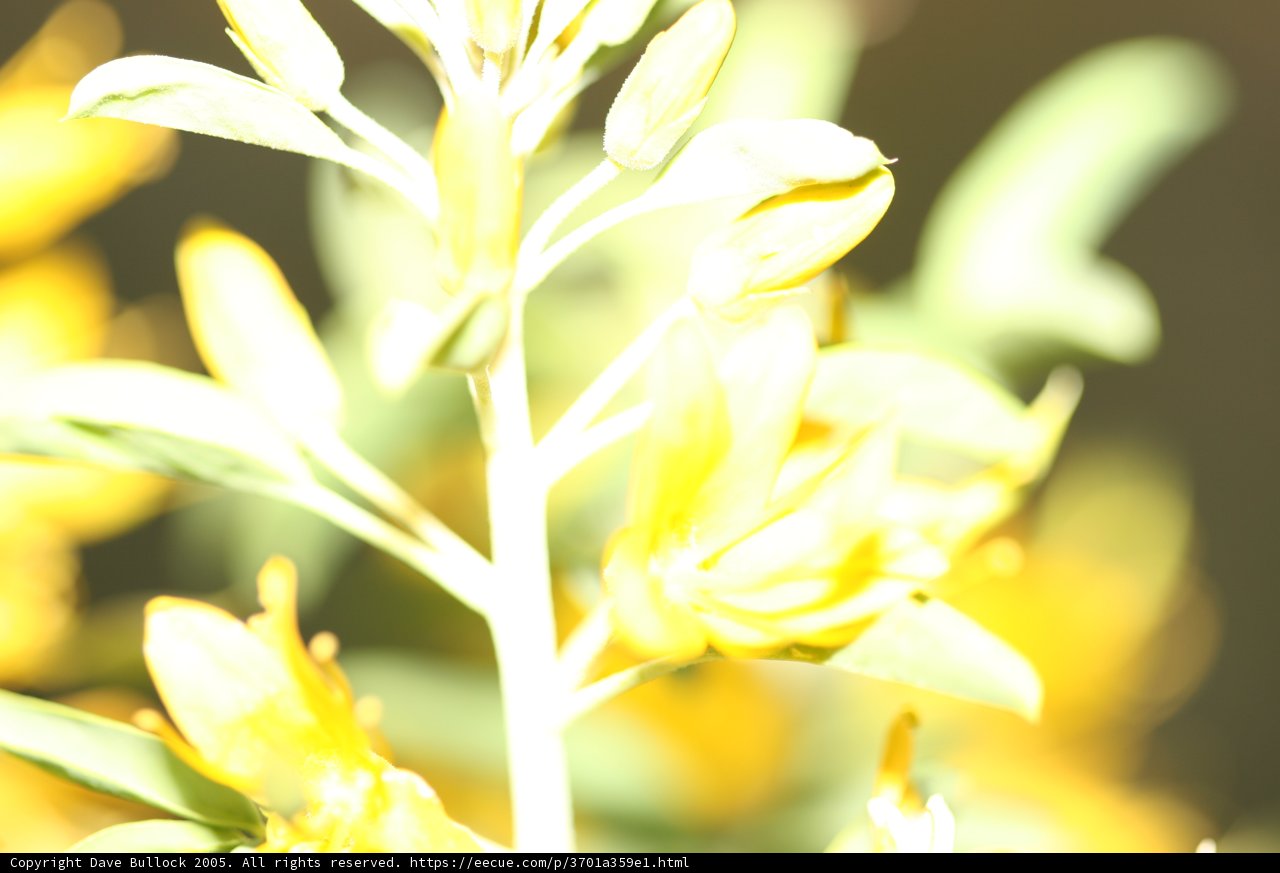 Sunny Delight
