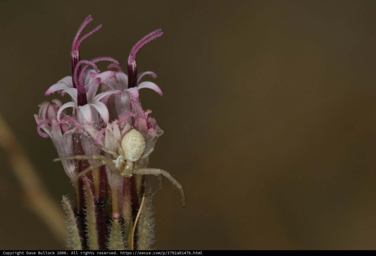 Garden Spider Resting on Desert Flower