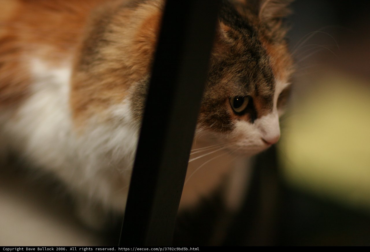 Curious Cat