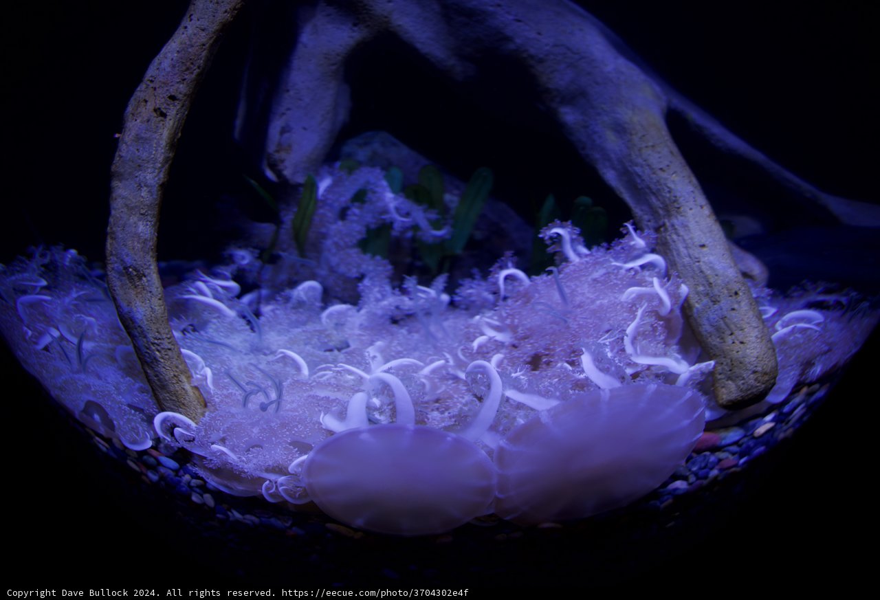 Spectral Dance of the Deep - Aquarium of The Bay 2024