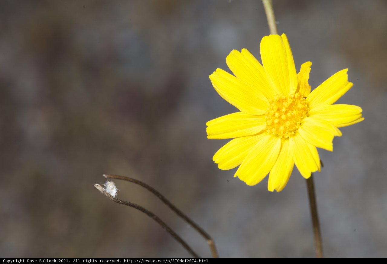 Sunny Daisy