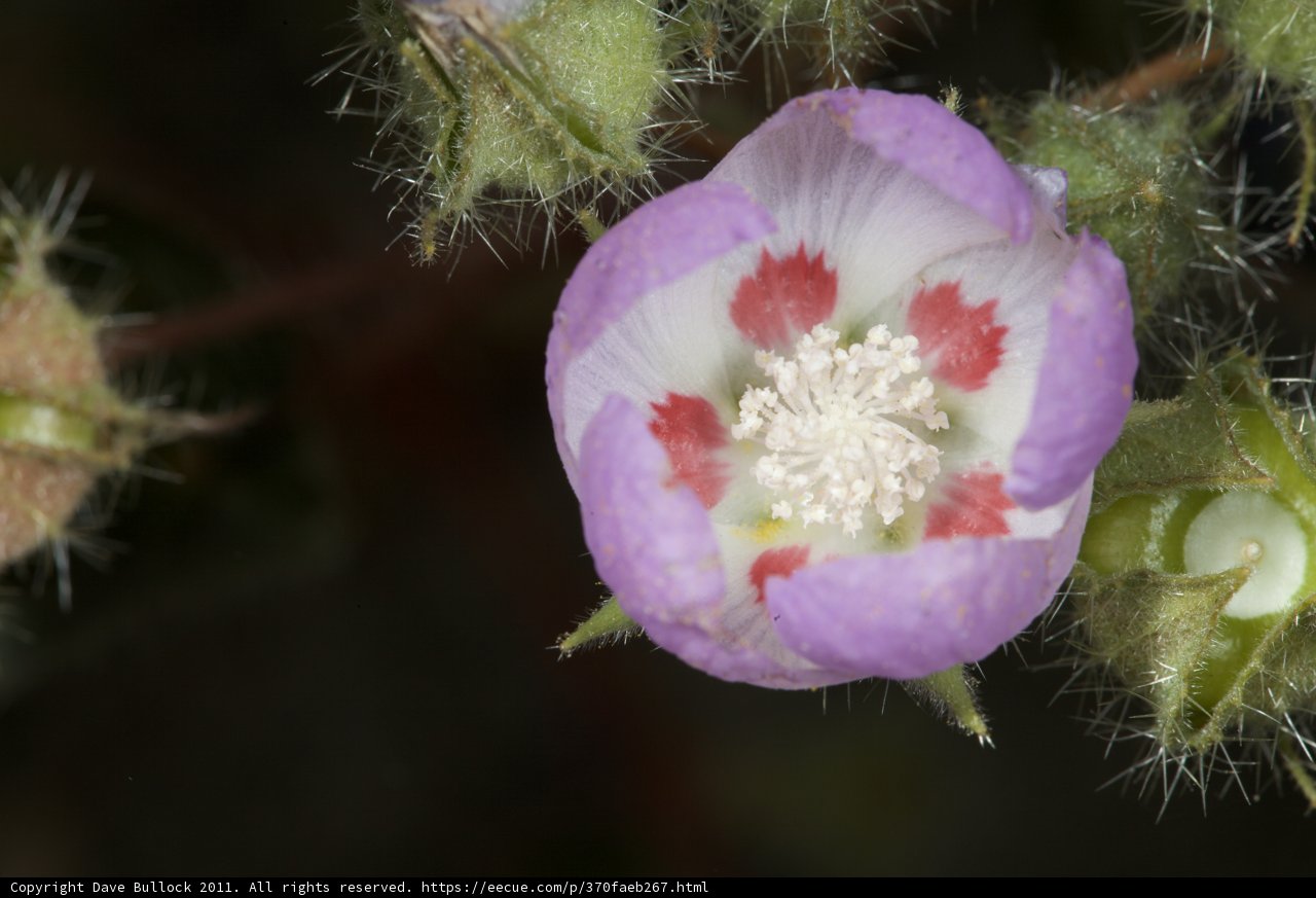 Spotted Purple Bloom