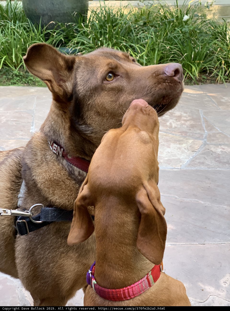 Two Canine Companions