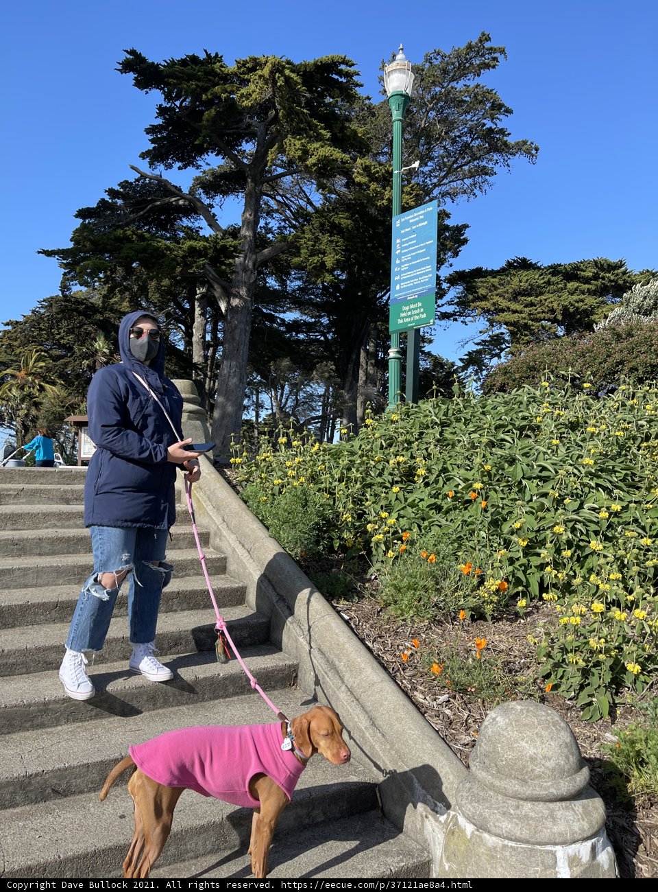 Walking the Dog in Alamo Square
