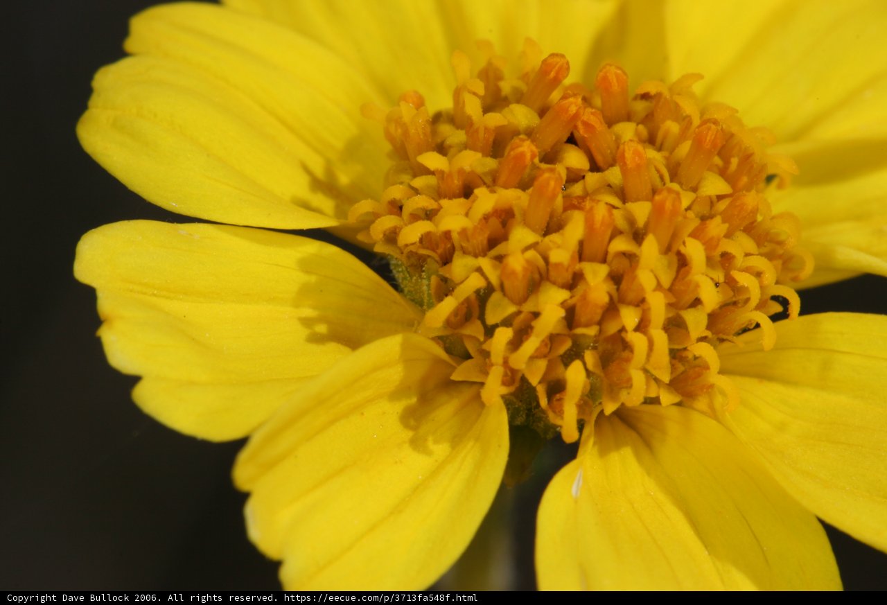 A Yellow Daisy in the Desert