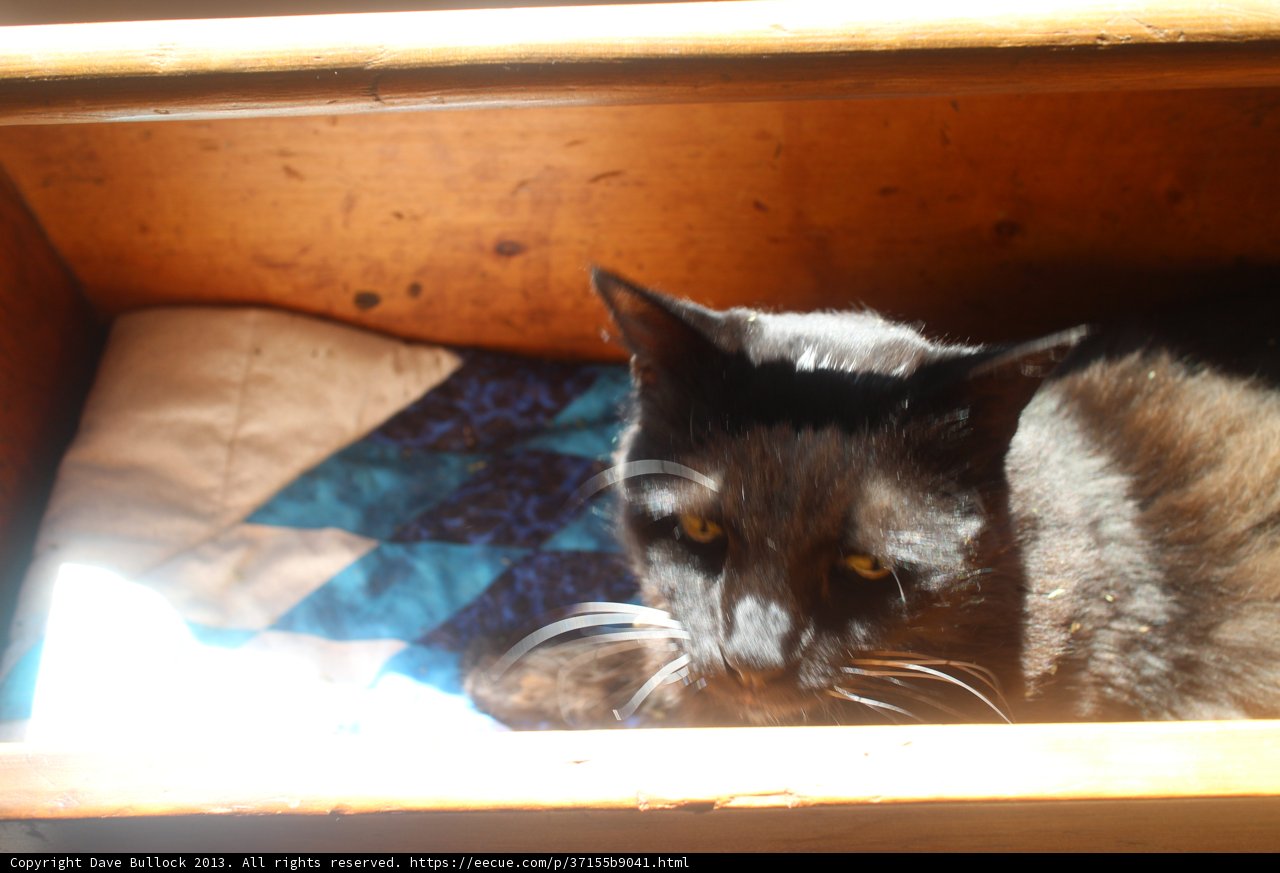 Feline Retreat in a Drawer