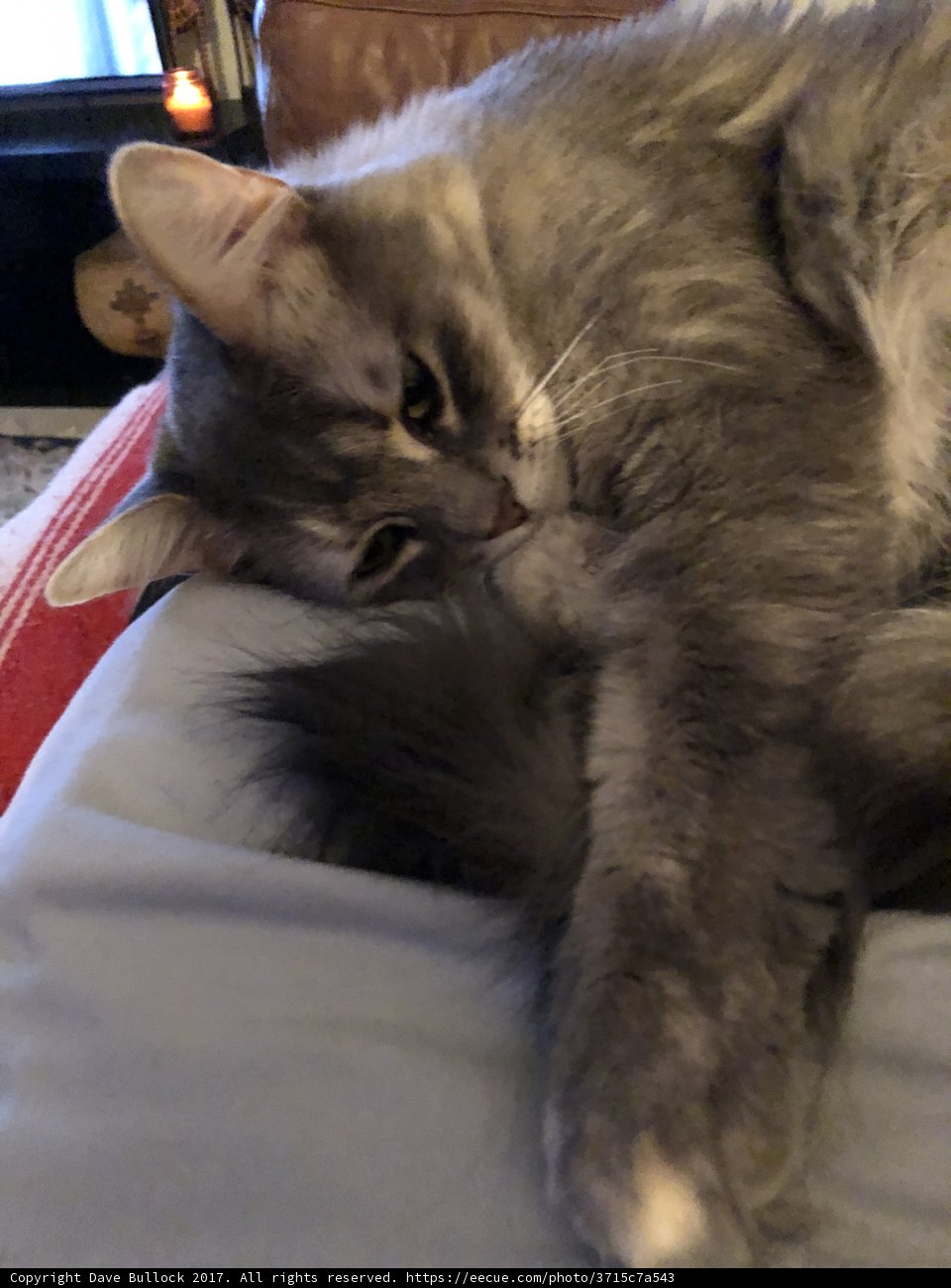 Cozy Cat Nap
