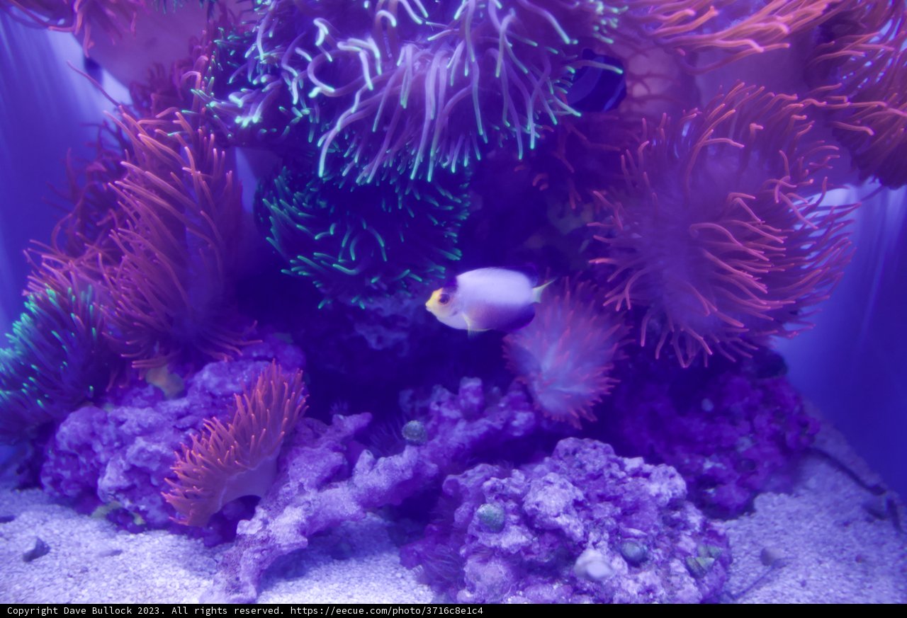 Vivid Underwater Ecosystem: A Clown Fish Tale