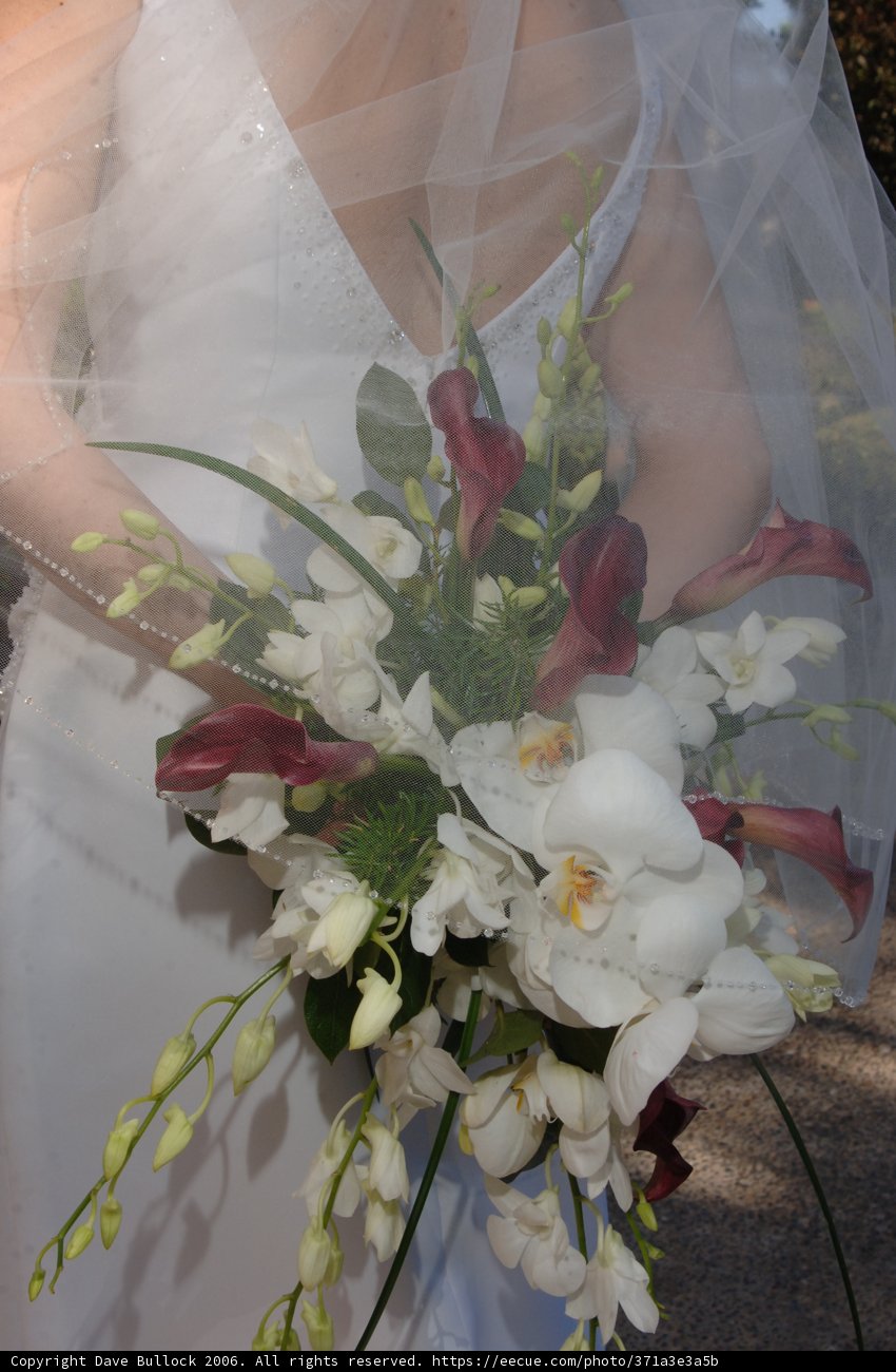 Veiled Beauty