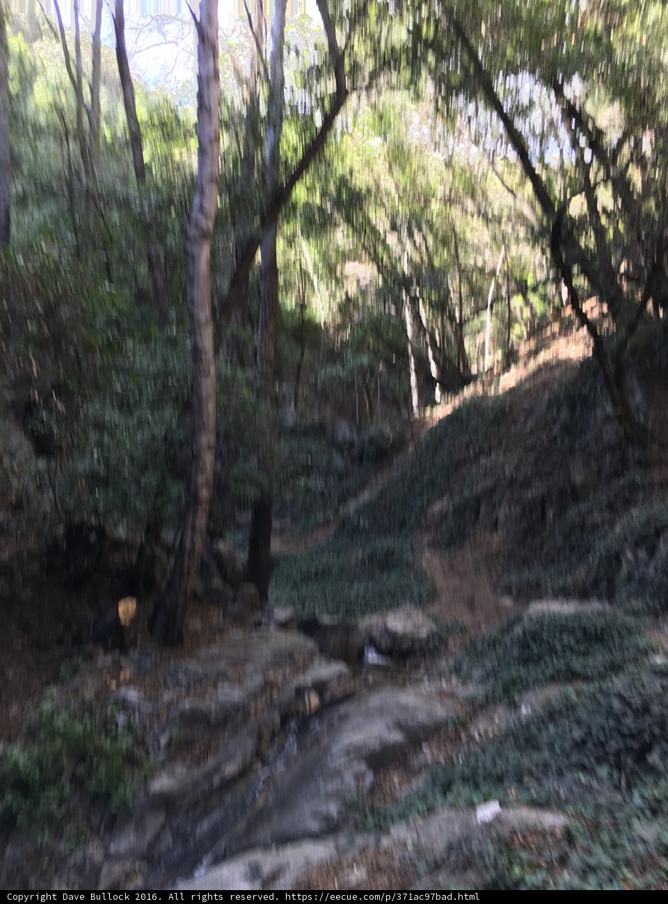 A Serene Trail in the Angeles National Forest