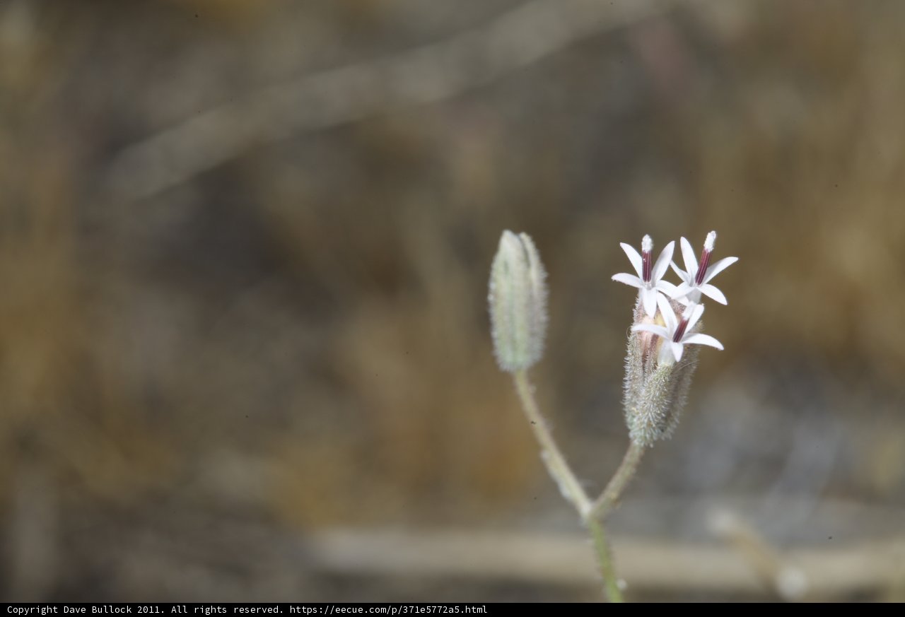 Lone White Daisy in the Field