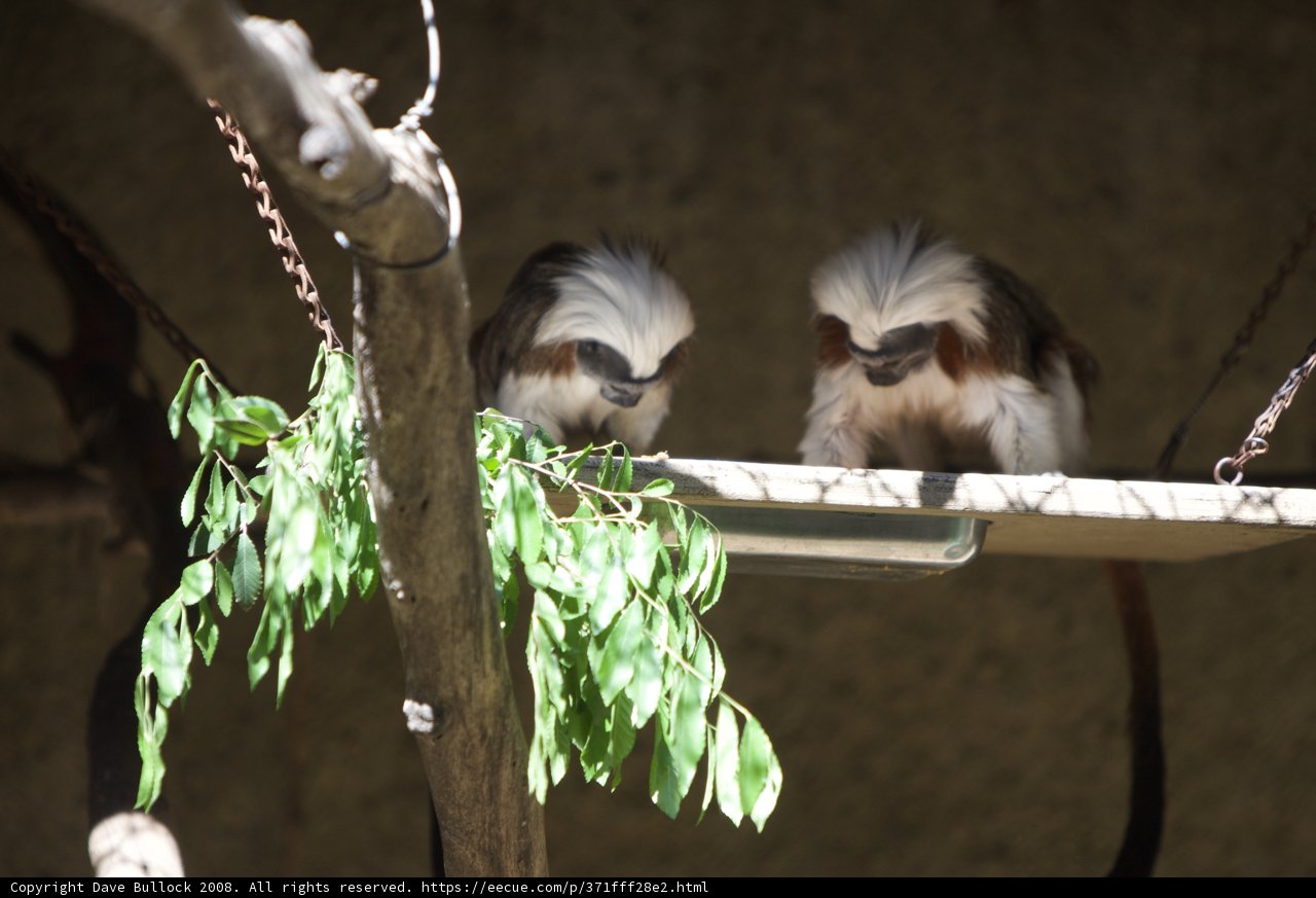 Monkeying Around at the Zoo