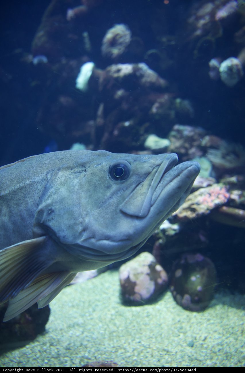 Underwater Wonder: A Majestic Encounter