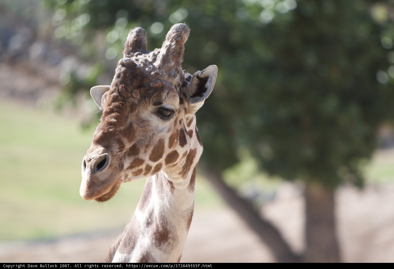 Giraffe's Unique Anatomy
